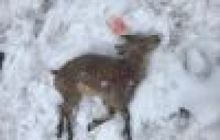 Köpekler yaban keçilerine saldırdı