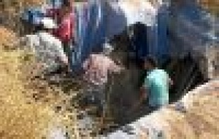 Koyunlar toplu halde fosseptik çukuruna düştü