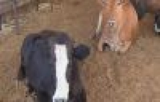 Kurban satıcıları satışlardan memnun değil