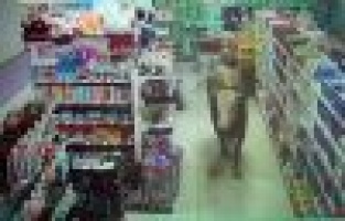 Kurbanlık dana girdiği marketi yerle bir etti