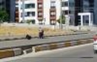 Kurbanlık Keçiye İşkence