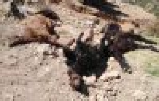 Kurt ahırdaki keçilere saldırdı