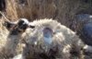 KURTLAR SALDIRIP PARAMPARÇA ETTİ..!