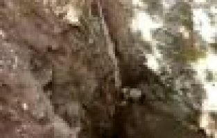 Kuyuya düşen kedi branda ile kurtarıldı