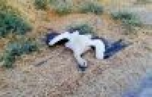 Leylekleri katledenlere tepki