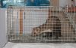 Mahalleyi ayağa kaldıran gelincik yakalandı