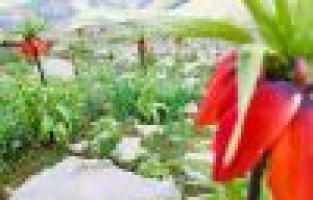 Meraklıları ‘Ağlayan Gelin’ için engel tanımıyor