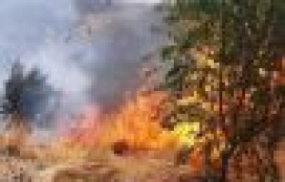 Meyve ağaçlarının da bulunduğu alanda yangın