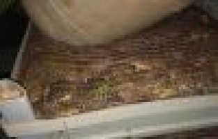 Millete kurbağa yedireceklerdi