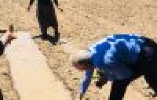 Milletvekili adayı çiftçilerle tütün dikti