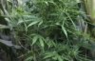 Mısır tarlasına kenevir ekti