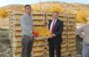 Müdür Alan, hurma hasadını yerinde gördü