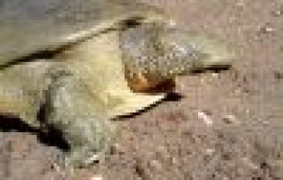 Nesli tükenme tehlikesindeki kaplumbağa balıkçı ağına takıldı