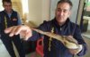 Nesli tükenmekte olan Balaban Kuşu tedavi altına alındı