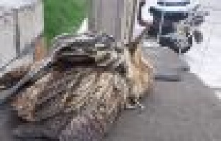 Nesli tükenmekte olan kuş Adıyaman'da görüldü