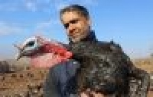 Organik Hindilerin Dişisi 80, Erkeği 100 Tl’den Satılıyor