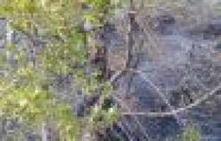 Orman yangınını köylüler söndürdü