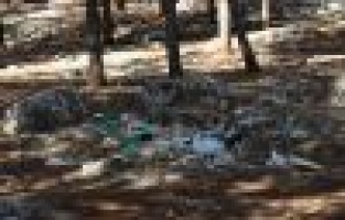 Ormanlık alan çöplüğe döndü