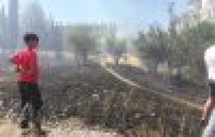 Ot yangını meyve ağaçlarına sıçradı