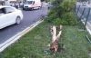 OTOMOBİL AĞACA ÇARPTI