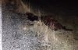 Otomobil ata çarptı: 3 yaralı