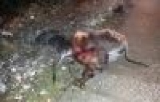 Otomobil eşeğe çarptı: 1 yaralı