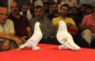 Otomobil fiyatına güvercin