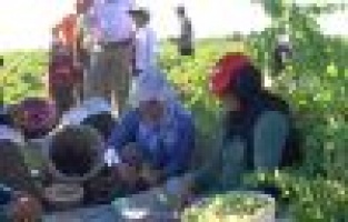 Peygamber Üzümü Hasadı Başladı