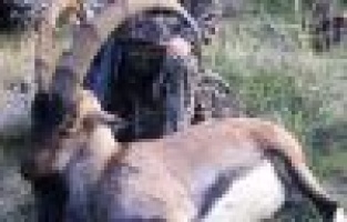 HEM ÖLDÜRDÜLER HEM DE, REKOR GELİR SAĞLADILAR..!