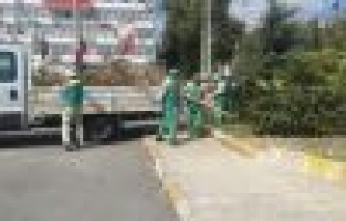 Rüzgarın devirdiği dut ağacı kesilerek kaldırıldı