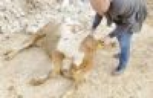 Sağlıksız etlere geçit yok