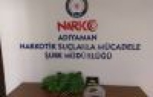 Saksıda yetiştirilen hint kenevirleri ele geçirildi