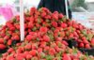  SAMSAT ÇİLEĞİ TEZGAHLARDA