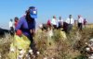 Samsat'ta, Pamuk Hasadı Başladı