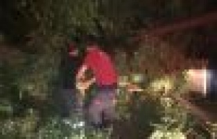 Şiddetli rüzgar ağaçları devirdi