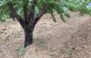 Şiddetli yağmur badem çağlalarına zarar verdi