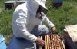 SİNCİK BALI LEZZETİNİ GEVEN ÇİÇEĞİNDEN ALIYOR