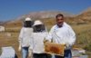 Sincik'te Bal Hasadı Başladı