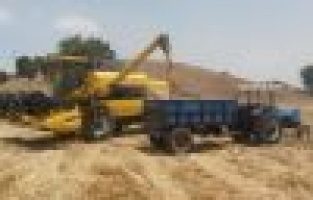 Sincik’te Hububat Hasadı Başladı