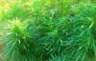 Site bahçesine kenevir ekildi