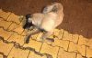 Sokak köpekleri telef oldu