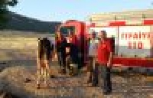 Sulama havuzuna düşen ineği itfaiye kurtardı