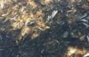 Sular Çekilince Balıklar Telef Oldu