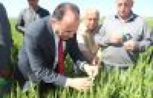 Süne ile biyolojik mücadelede 35 bin 700 faydalı böcek doğaya salındı