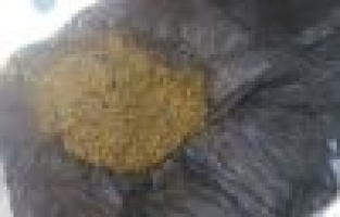 Şüpheli şahsın üzerinden bonzai çıktı