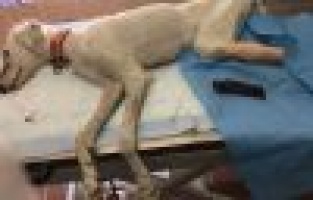 Tazının kangrenleşen ayağı kesildi