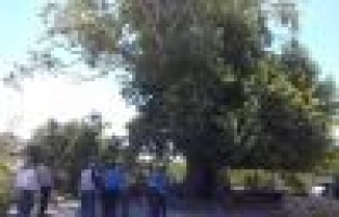 Tescilli anıt ağacın dalı kırıldı