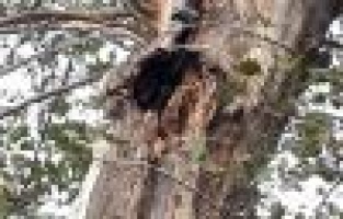 Tescilli asırlık çınar çürüyor