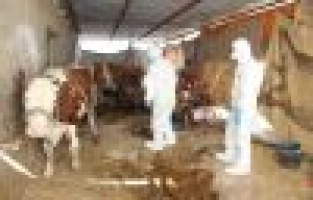 Tilki nedeniyle köy karantinaya alındı