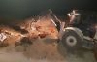 Tilkinin ısırdığı ineğin kuduz testi pozitif çıktı